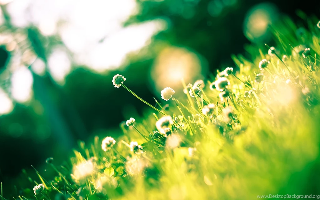 2560x1600 Sunshine Clover Wallpapers