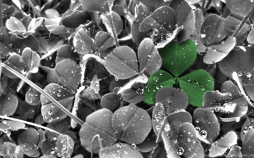 Clover Computer Wallpapers, Desktop Backgrounds