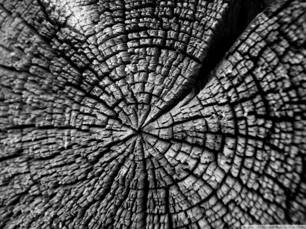 Tree Log HD Desktop Wallpapers : Widescreen : High Definition ...