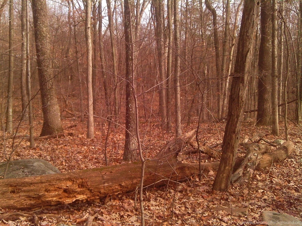 Old Log >> HD Wallpaper, Get It Now!