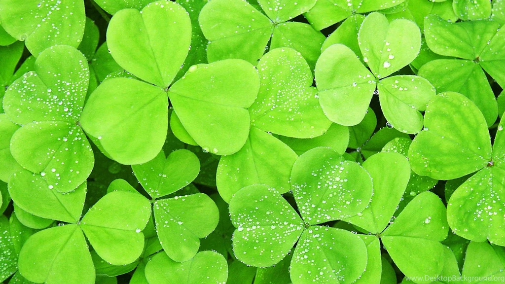 1920x1080 Lots Of Clover Leaf Desktop PC And Mac Wallpapers
