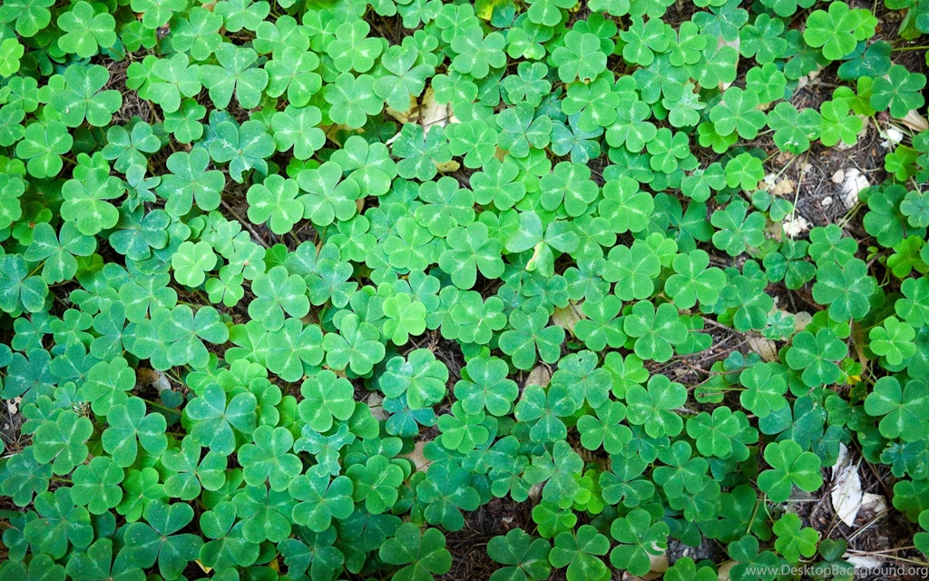 Clover Wallpapers >> Backgrounds With Quality HD