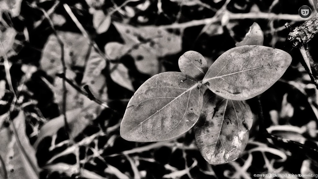 Black And White HD Wallpaper Backgrounds – Wild Plant