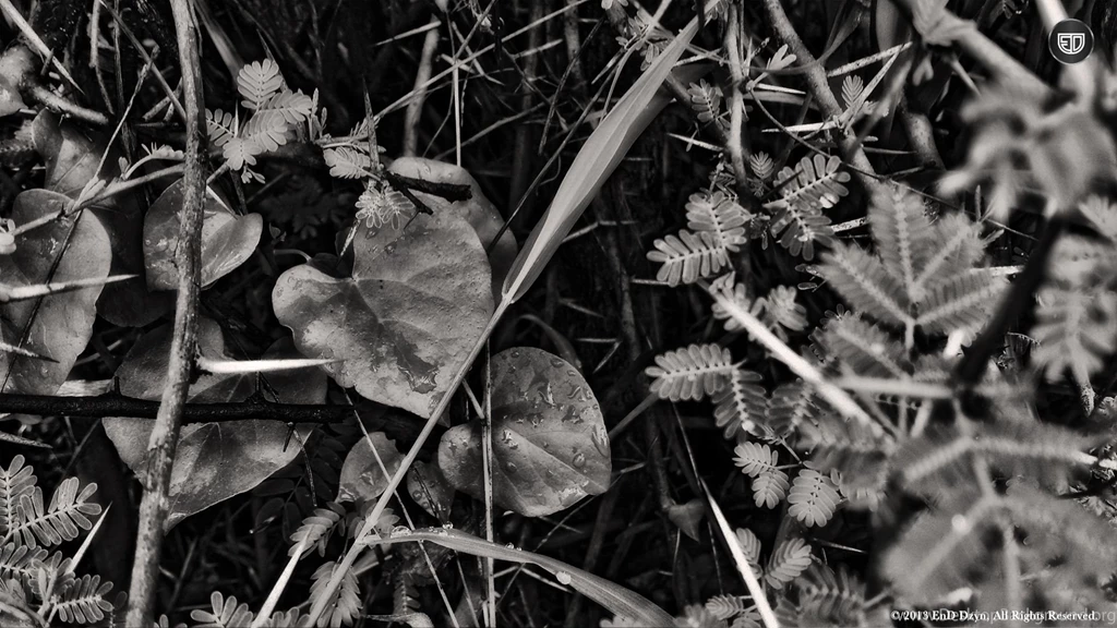 Black And White HD Wallpaper Backgrounds – Wild Nature In Rain ...