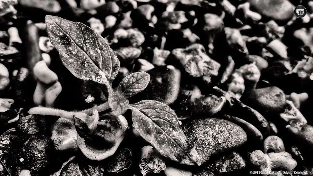 Black And White HD Wallpaper Backgrounds – Wild Plant Close up ...