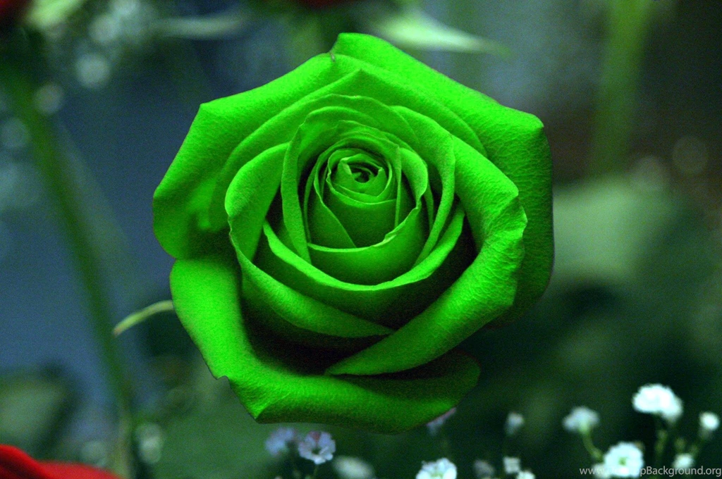 5191) Green Rose Full HD Wallpapers WalOps.com