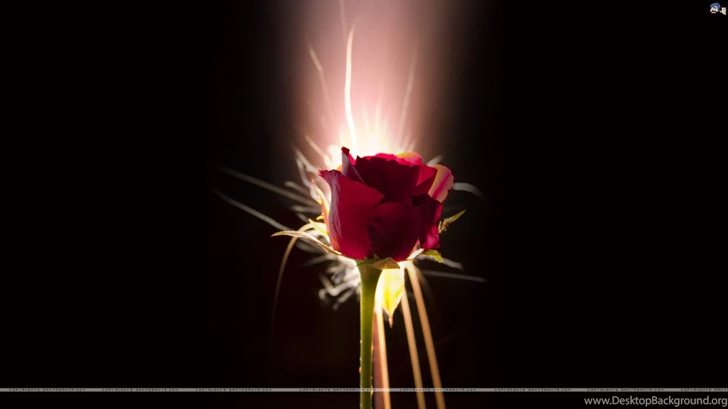 Full Hd Rose Flower Wallpapers Wallpapers HD Wide