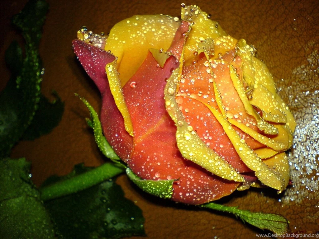 Full Hd Rose Flower Hd Wallpapers