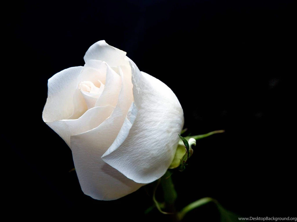 Download Awesome White Rose 1600x1200 Full HD Wall