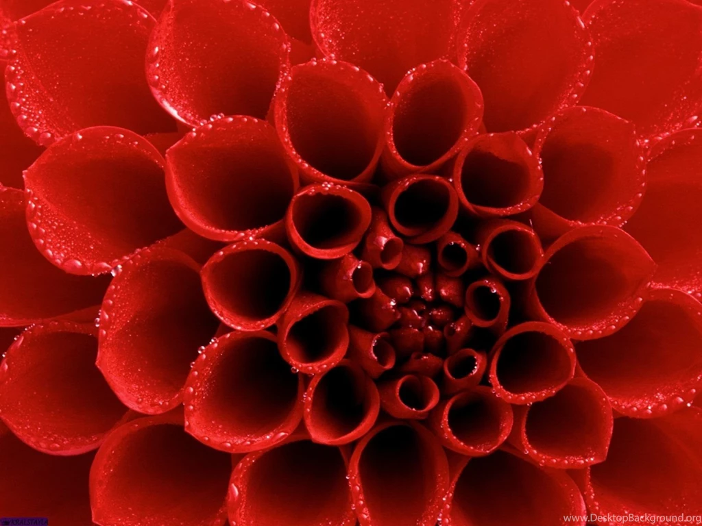 Red Wallpapers Colors Wallpapers (34511337) Fanpop