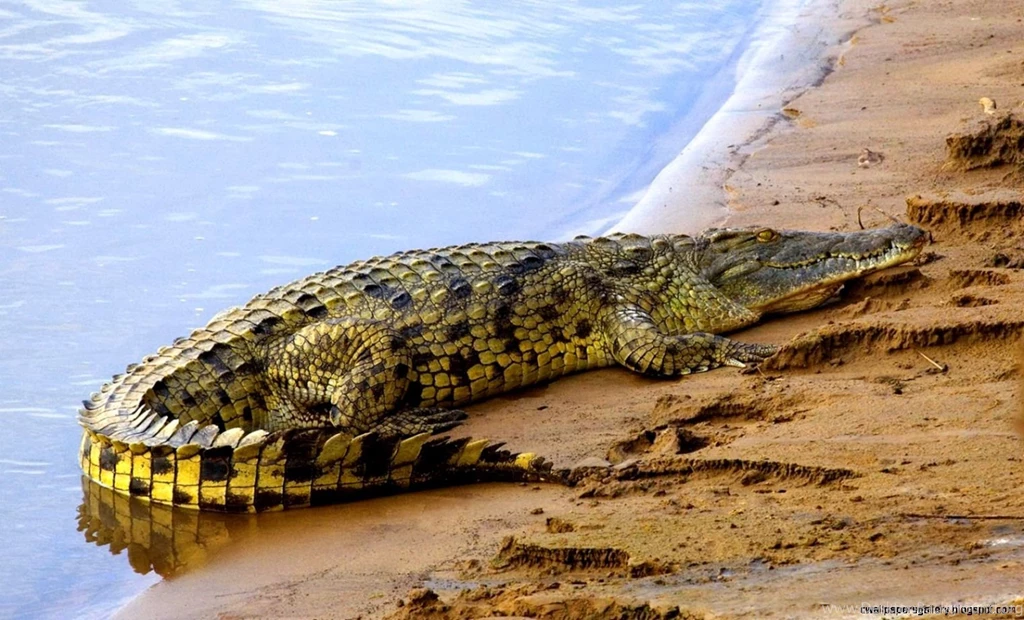Nile River Animals