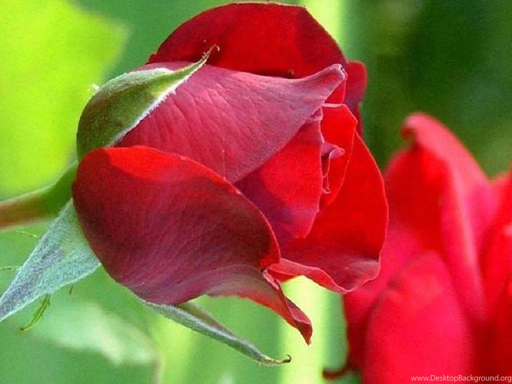 Only Red Roses High Quality Wallpapers