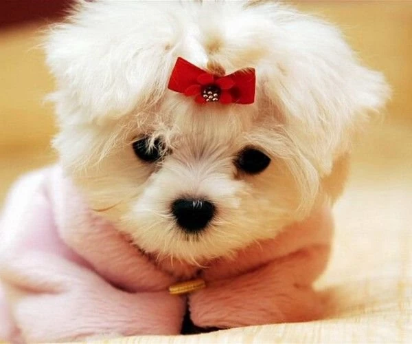 Puppies Desktop Wallpaper Free Download 3 600x500.jpg