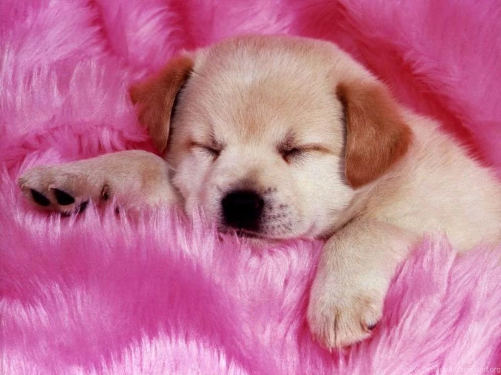 Puppies Cute Wallpapers Free Download