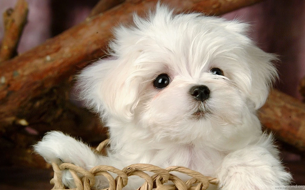 Dogs: Puppy Animal Dog Bark High Quality Wallpapers For HD 16:9 ...