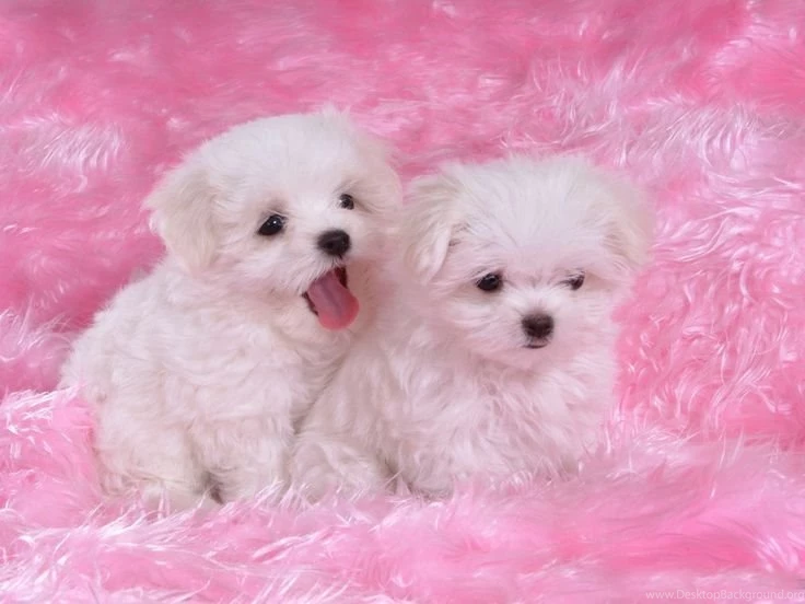 Westies Dogs