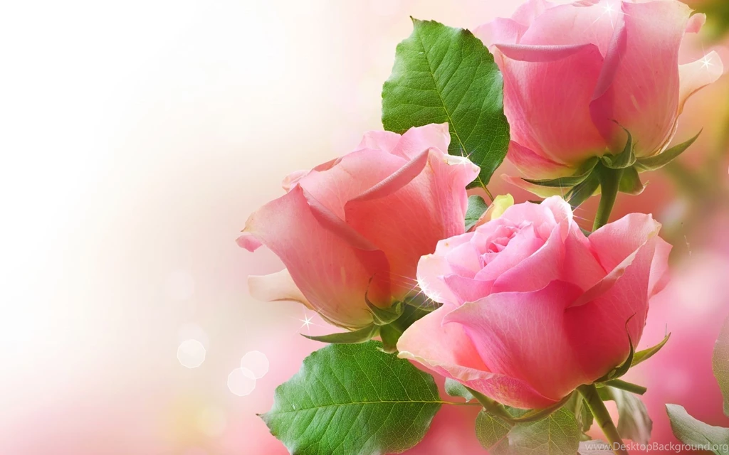 Romancing Of Rose   Desktop Wallpapers