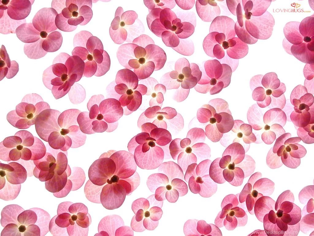 Love Wallpapers  Romantic Flowers