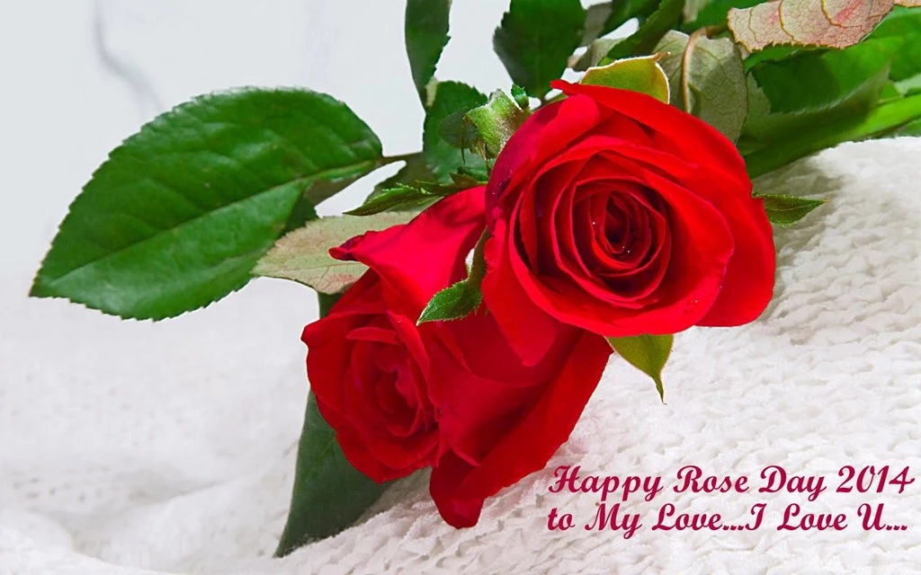 Rose Flower: I Love Rose Flower