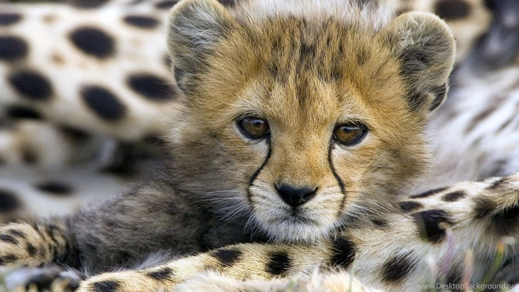 Cheetah Desktop Wallpapers Wallpapers Cave