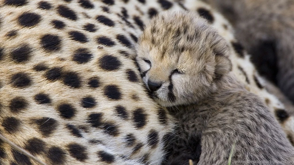 Cute Bears Baby Cheetah Beautiful Images   Free Wallpapers Party