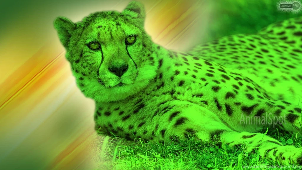 Cheetah Wallpapers « Animal Spot