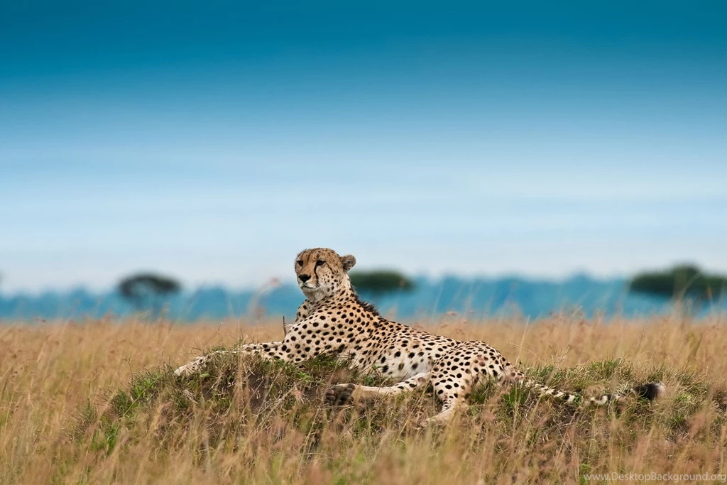 Cheetah Wallpapers, Desktop Wallpapers » GoodWP.com