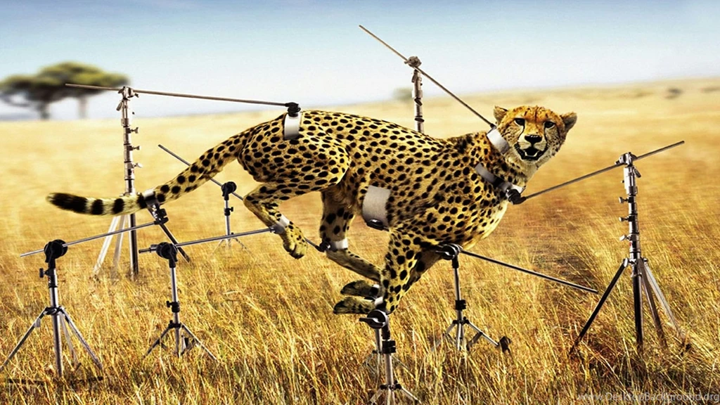 My Canon Photograph   Cheetah Running [HD1080P] Wallpapers Download ...