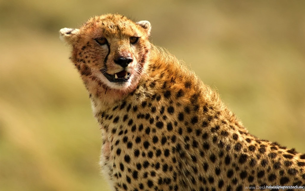 Cheetah Hd Wallpapers 652445