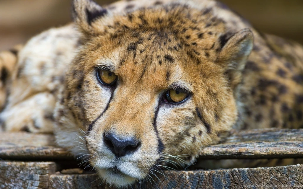 Page 2: Ultra HD 4K Cheetah Wallpapers HD, Desktop Backgrounds ...