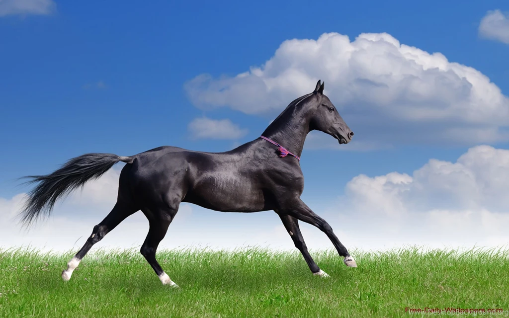 Desktop free animal wallpaper dowload.jpg
