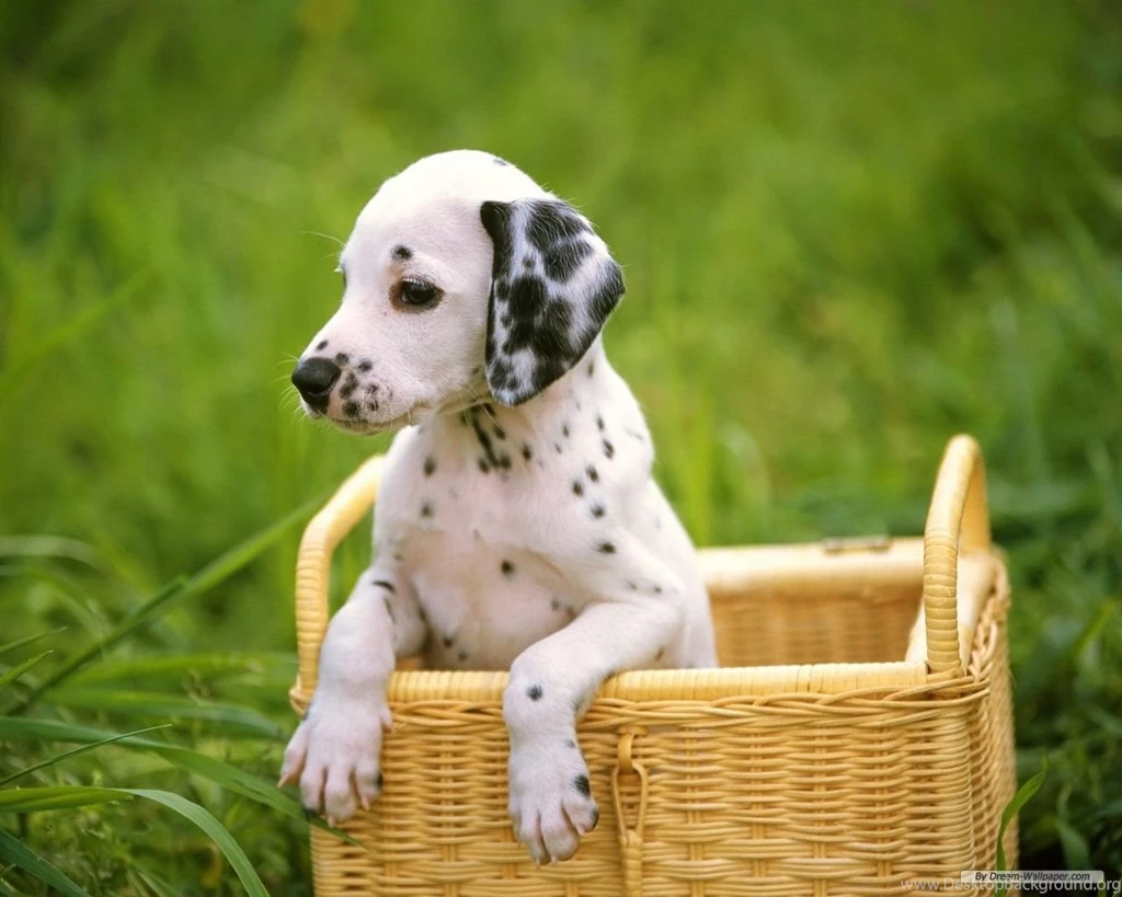 Free Wallpapers Free Animal Wallpapers Dalmatian Wallpapers ...