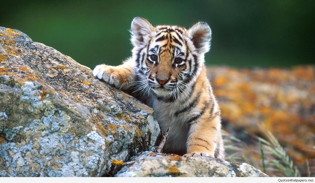 Baby animal hd wallpaper for desktop free download 1.jpg
