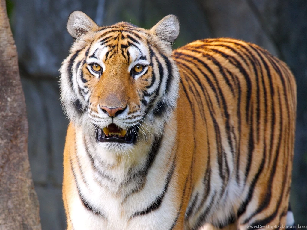 Animal Wallpapers Free WI15