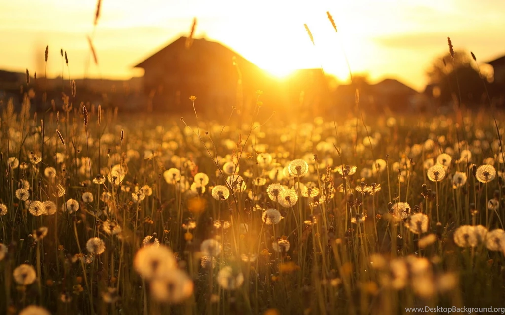 Sunset Field HD Wallpapers