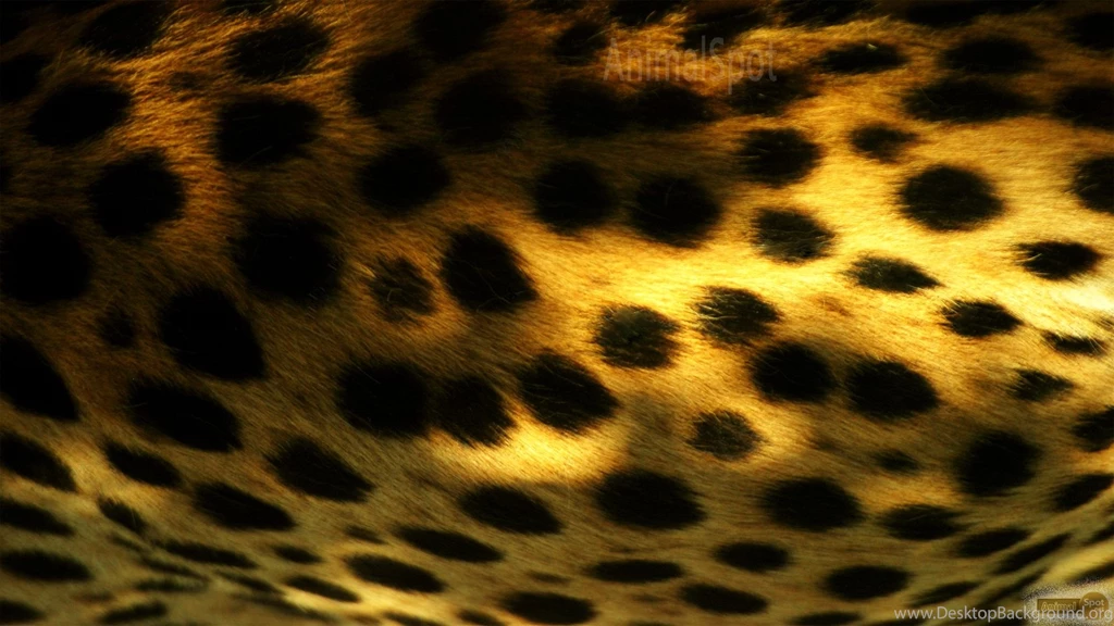 Cheetah Wallpapers « Animal Spot