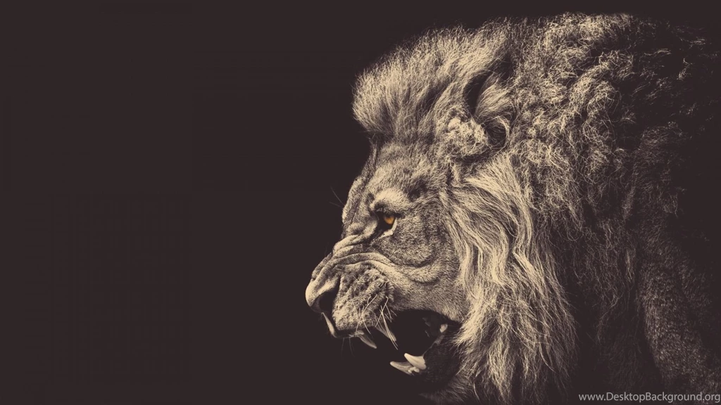 1600x900 Angry Male Lion Wallpapers