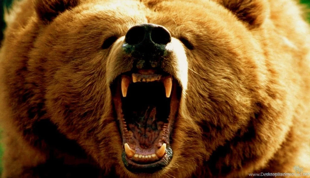 Terrific Animal Wallpapers