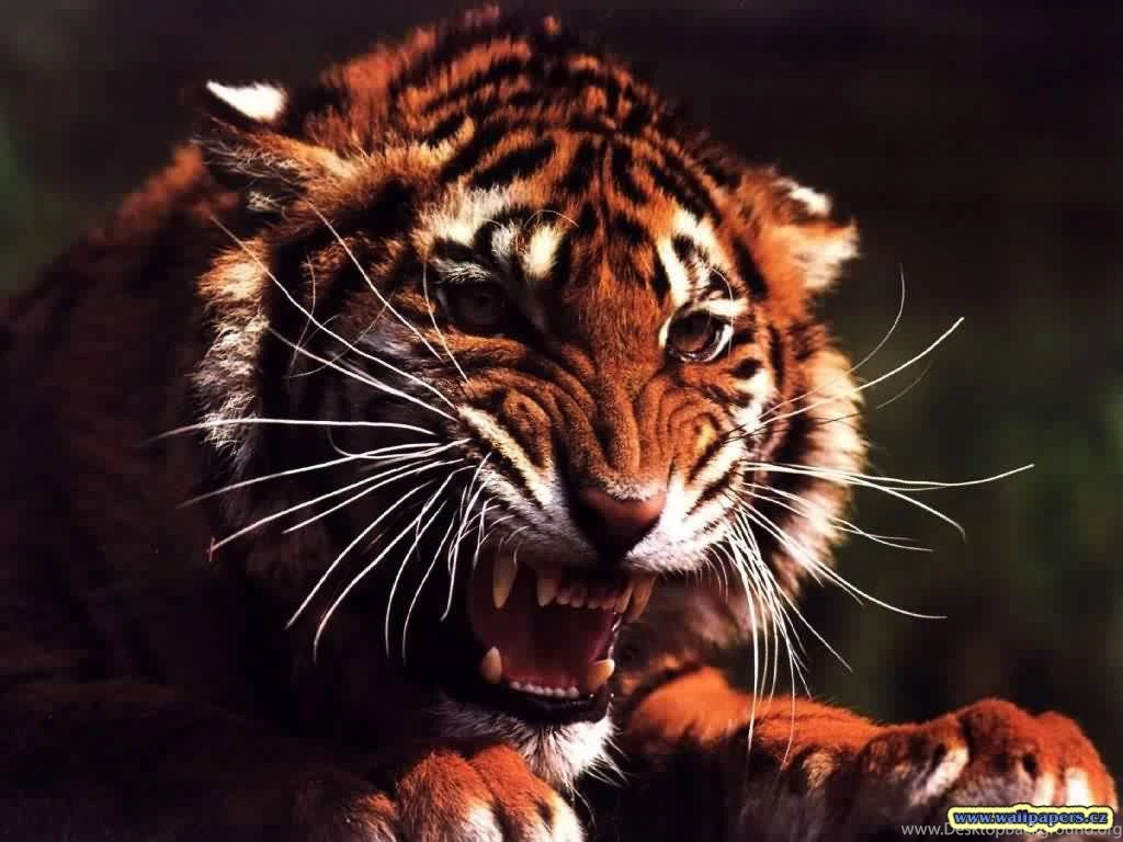 Tigers Photo 11 Of 43