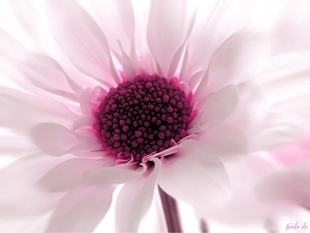 Flower Desktop Backgrounds Wallpapers HD Base