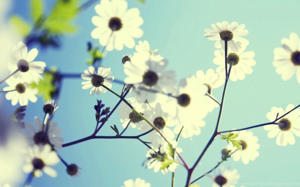 Mac Desktop Backgrounds Flower 5