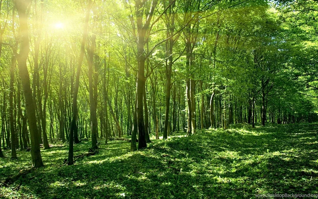 Green Forest 1680x1050 Wallpapers, 1680x1050 Wallpapers & Pictures ...