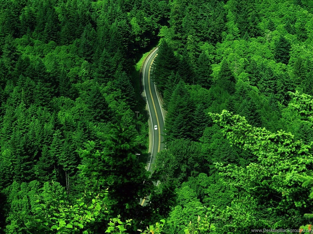Wallpapers Title: Road Through Thee Green Forest   Nature Wallpapers HD