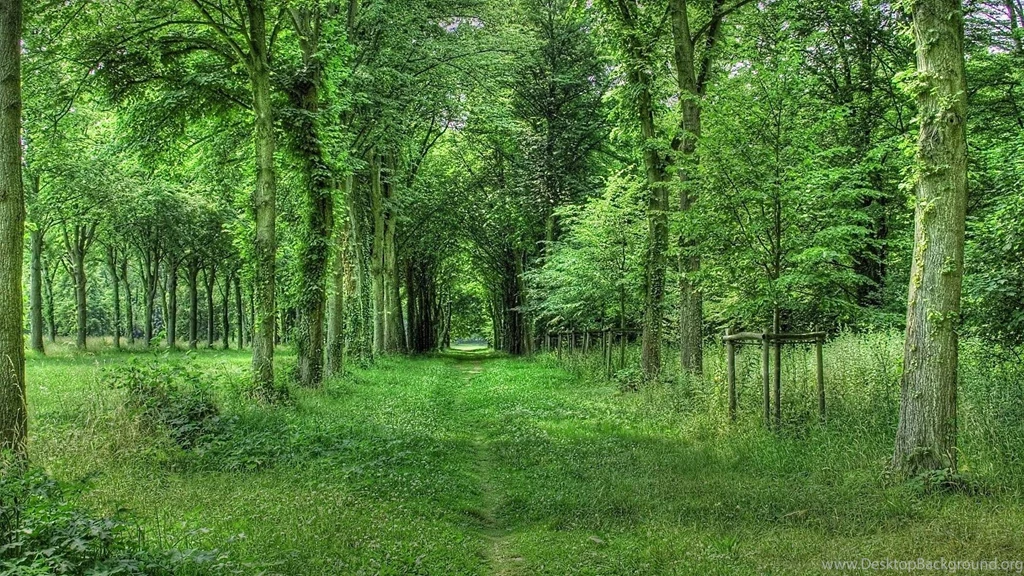 Green Forest Wallpapers Wallpapers Cave