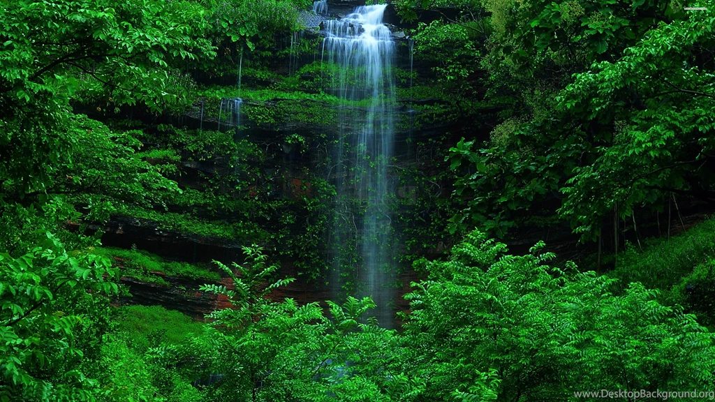 Green Forest Best Wallpaper Images