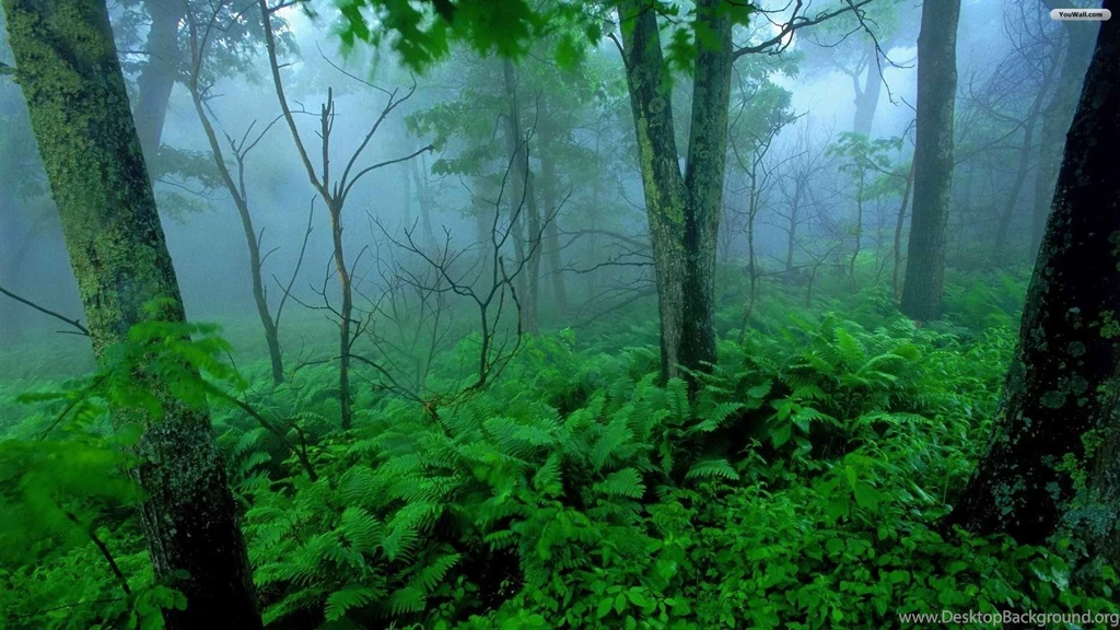 YouWall   Tropical Green Forest Wallpapers   Wallpaper,wallpapers ...