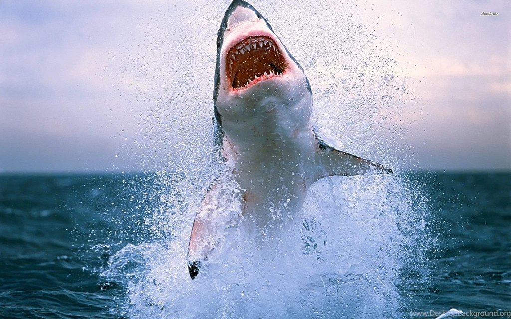 Pics, Facts, Funny Stuff About Animals & Nature Great White Shark ...