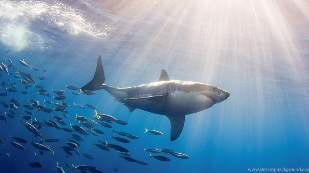 Great White Shark Wallpapers HD Wallpapers Cave