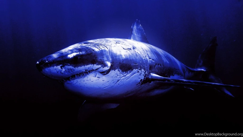 Great White Shark Wallpapers Wallpapers Cave
