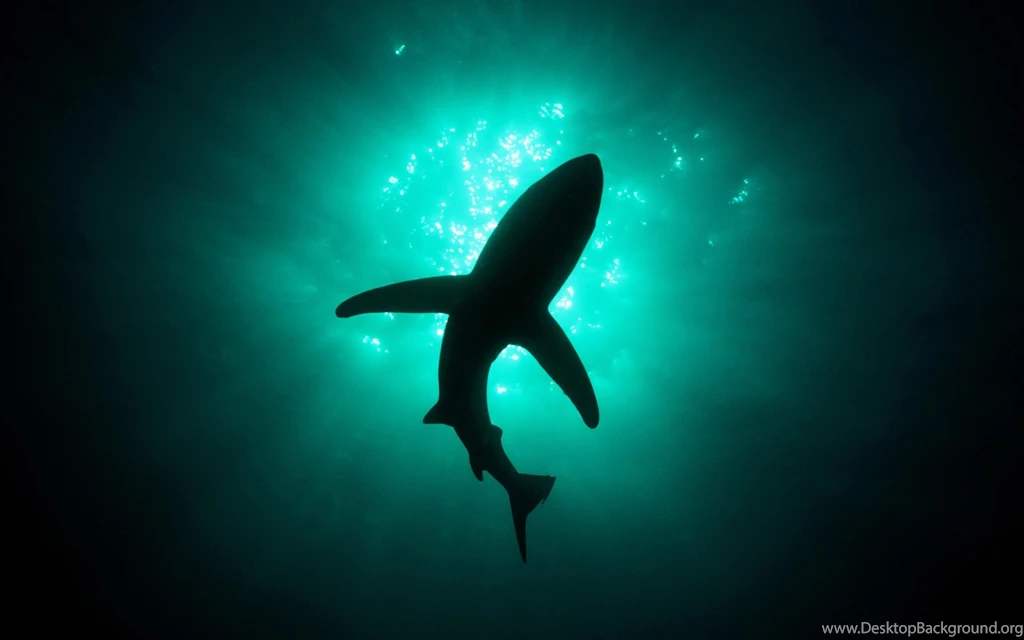 Silhouette Of Great White Shark In The Deep Sea HD Wallpapers